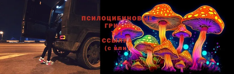 Галлюциногенные грибы MAGIC MUSHROOMS  Белозерск 